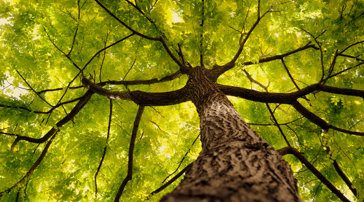 Photo of a large tree with a full canopy