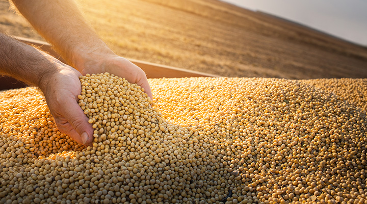 Photo of soy beans