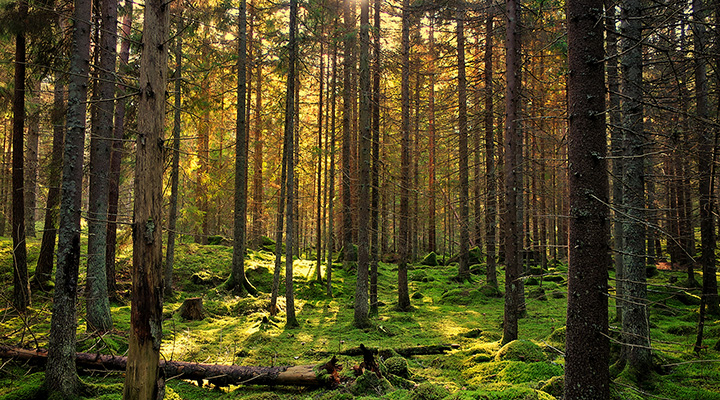 Photo of forest