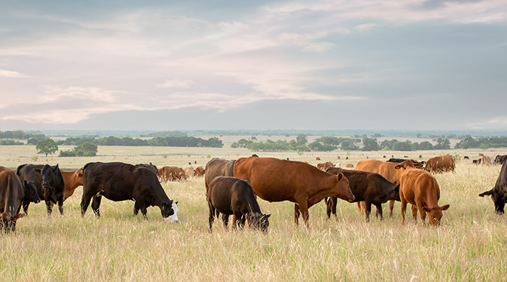 Photo of cattle in field