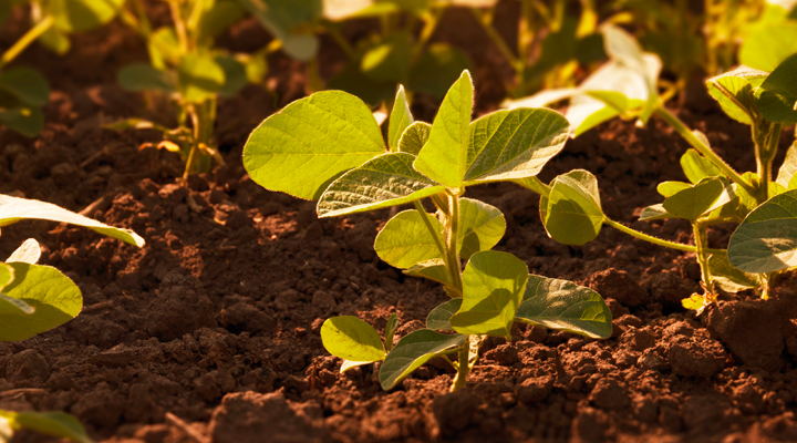 Photo of plant growing in field