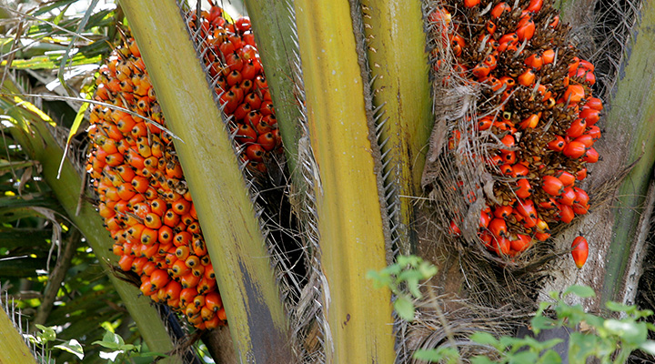 Photo of palm fruit